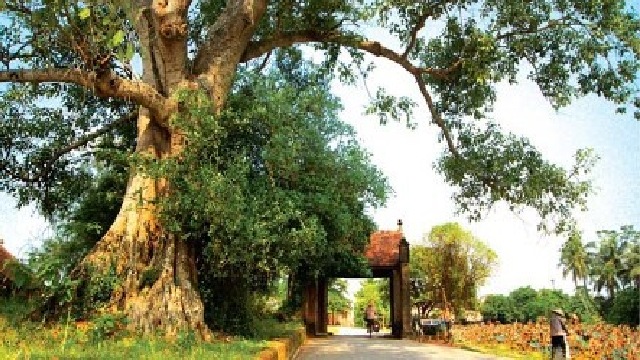 tranh