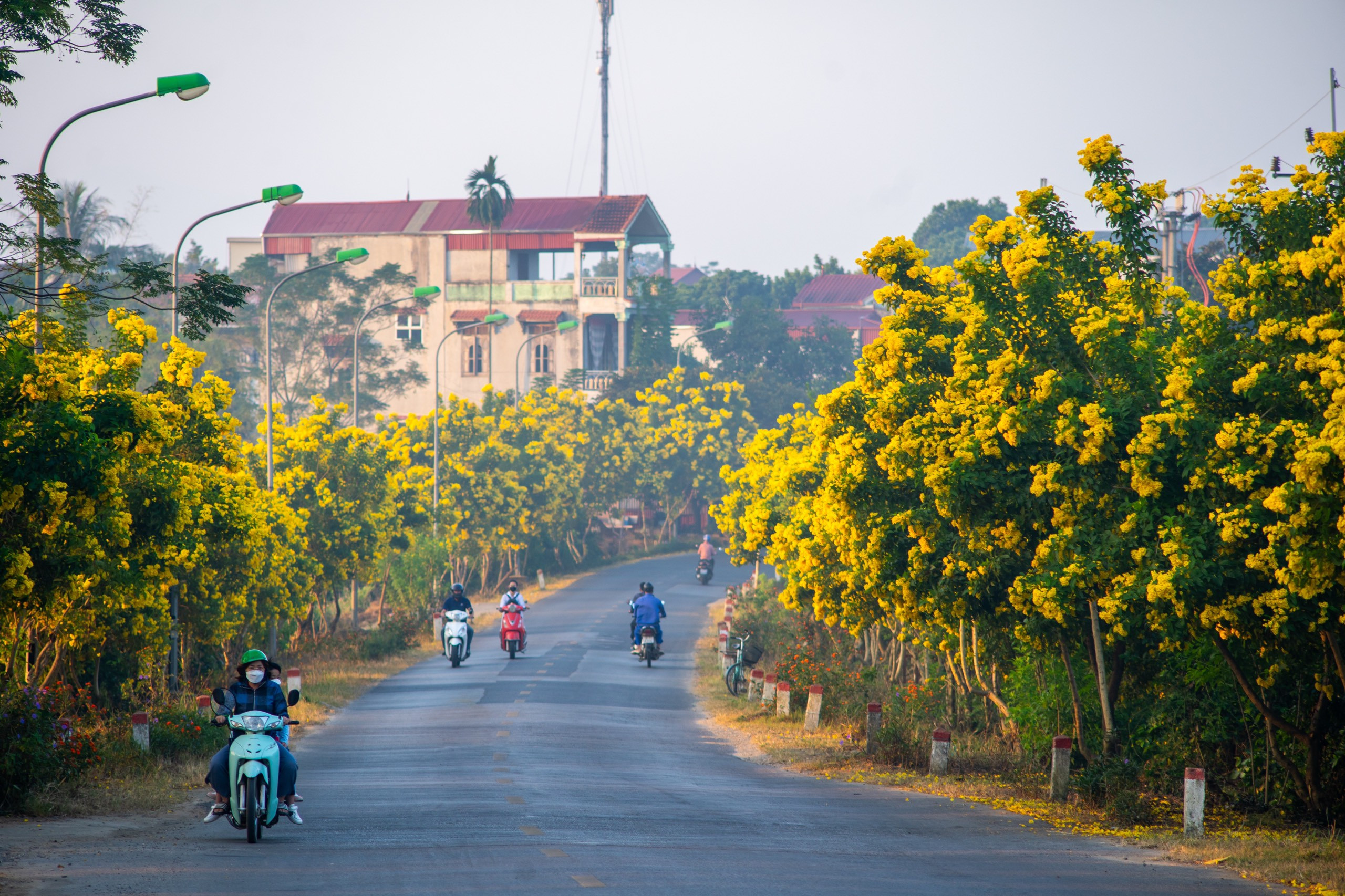 hoa chuong vang son tay 64